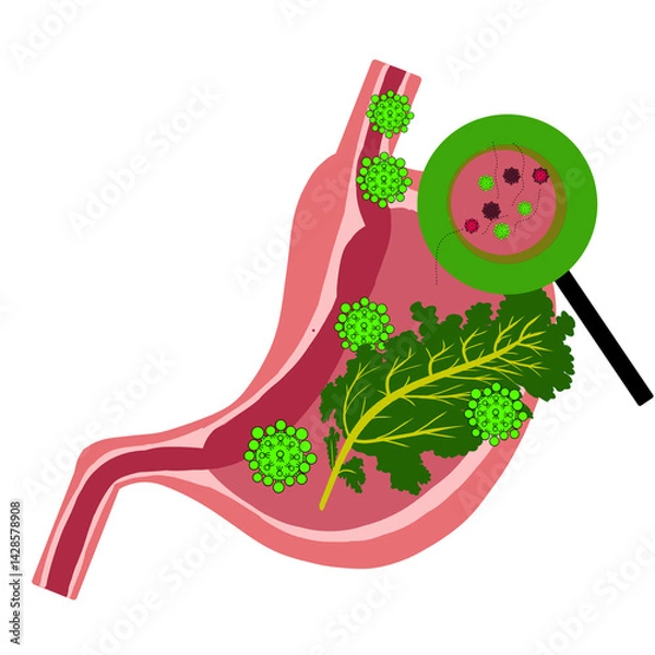 Fototapeta Part of stomach anatomy illustration
