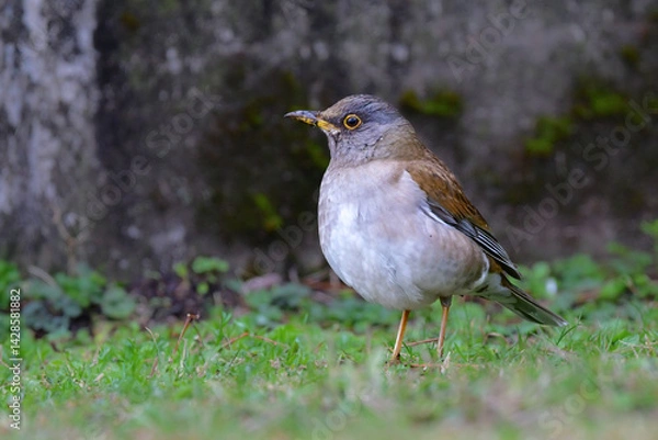 Obraz 冬に庭や公園で見られる渡り鳥、かわいらしいシロハラ