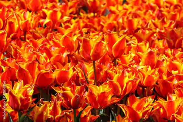 Obraz Orange tulips in tulip garden