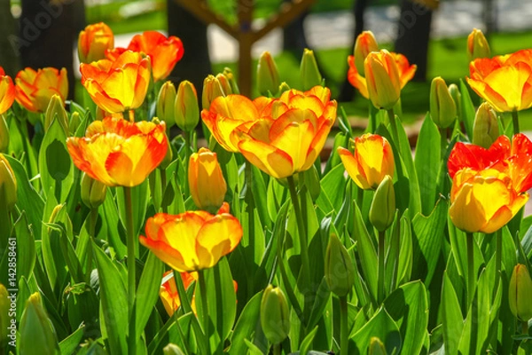 Obraz Yellow Tulips