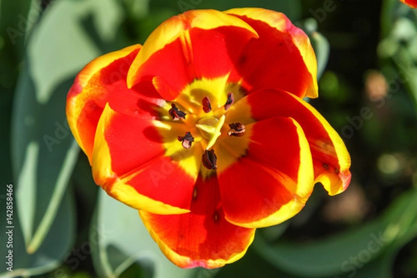 Obraz A red and yellow tulip