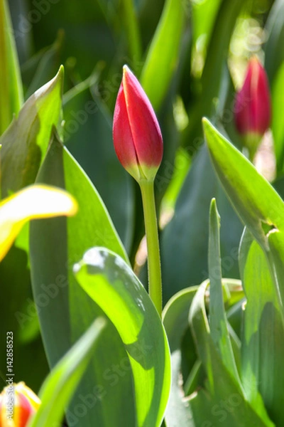 Obraz Red tulip bud