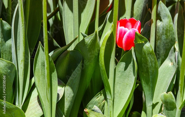 Obraz Red tulip stack in green leafs