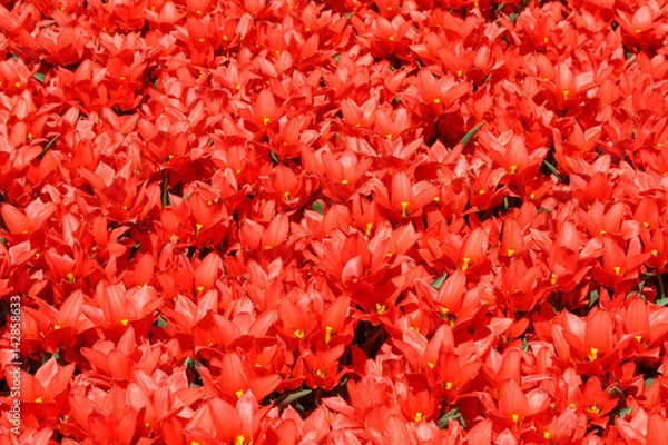 Obraz Only red shiny tulips