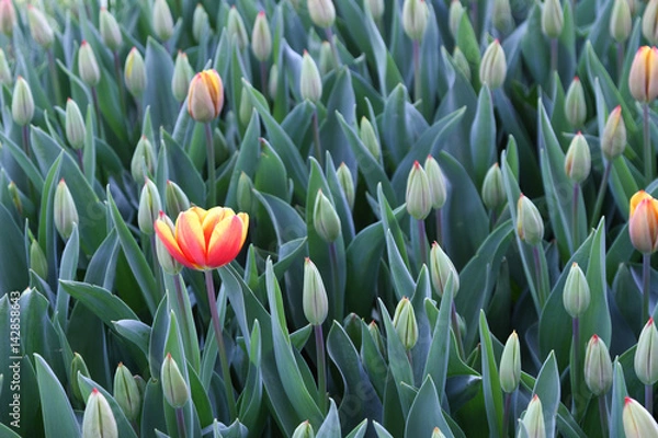Obraz Red and yellow lonly tulip