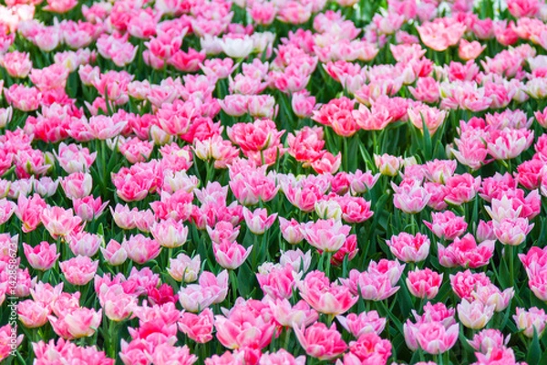 Obraz Pink tulips in a garden