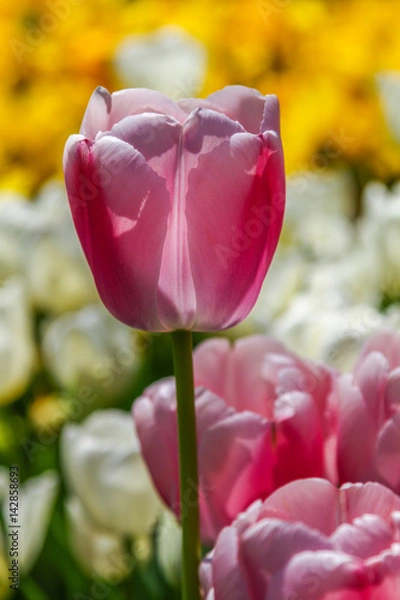 Obraz Purple tulip under the sun