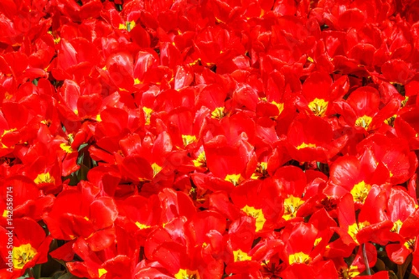 Obraz Red and shiny tulip under the sun