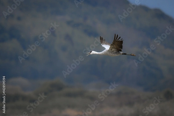 Obraz 冬に大群で九州鹿児島に訪れる、天然記念物の美しい日本の野鳥ナベヅル