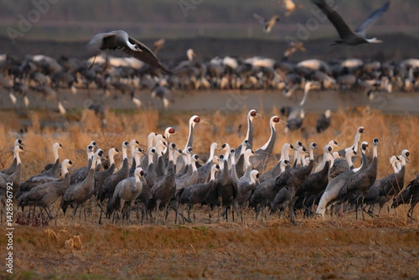 Obraz 冬に大群で九州鹿児島に訪れる、天然記念物の美しい日本の野鳥ナベヅル