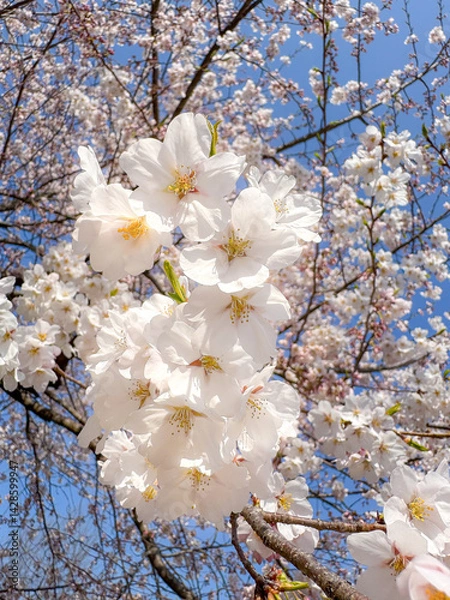 Obraz Cherry Blossom in Full Bloom Under Blue Sky