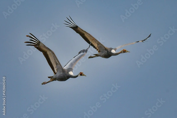 Fototapeta 冬に九州鹿児島に群れで訪れる、天然記念物の美しい日本の野鳥マナヅル
