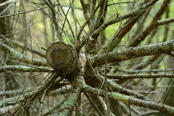 Fototapeta a tree that fell down during a storm