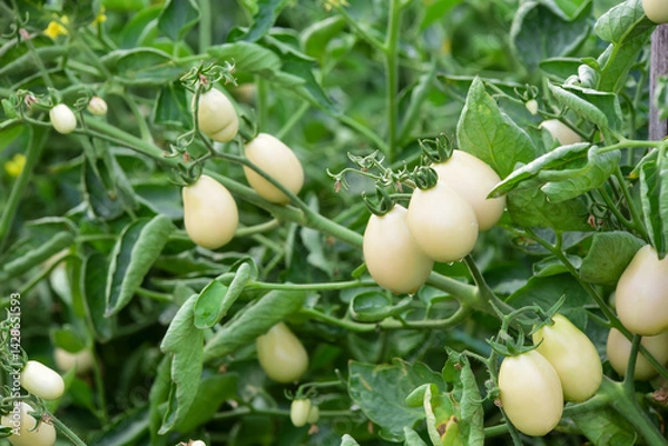 Fototapeta fresh green peas