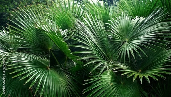 Fototapeta lush green tropical plants with spiky leaves