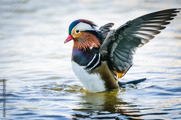 Obraz Mandarin Duck