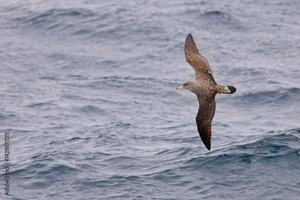 Fototapeta Cory's Shearwater (Calonectris borealis) in flight over the sea from the ferry between Penzance and the Isles of Scilly, Cornwall, UK.
