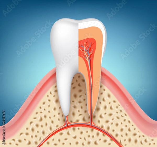 Obraz Human tooth in section schematic close-up. Vector illustration.