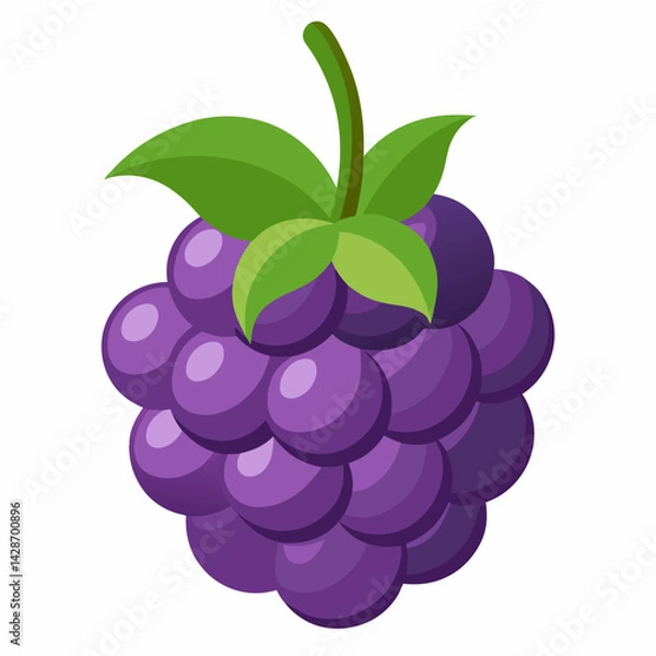 Fototapeta vector illustration of grapes