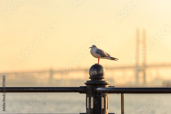 Fototapeta 朝焼けのベイブリッジを背景にたたずむカモメ