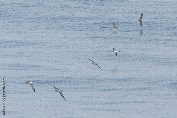 Fototapeta Cory's Shearwaters (Calonectris borealis) over the sea from the ferry between Tenerife and La Gomera, Canary Islands, Spain.
