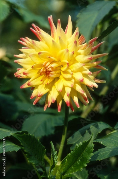 Obraz Dahlia décoratif, Dahlia 'Avator'
