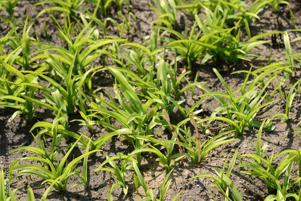 Obraz 野焼きの後