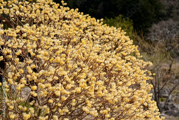 Obraz 陽光浴びて