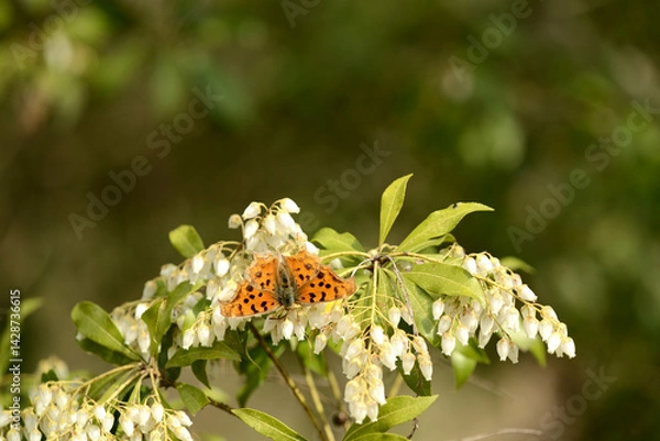 Obraz 冬眠から醒めて