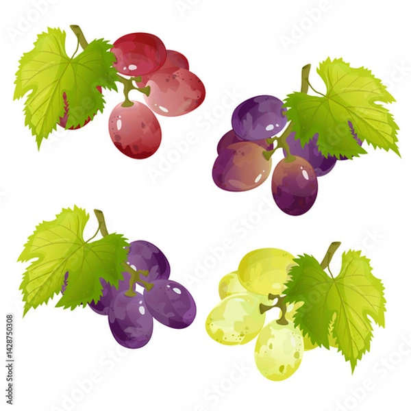 Fototapeta Set grape branches.For sticker and t shirt design, posters, logos, labels, banners, stickers,bottle product package, cuisine cooking or salad, etc