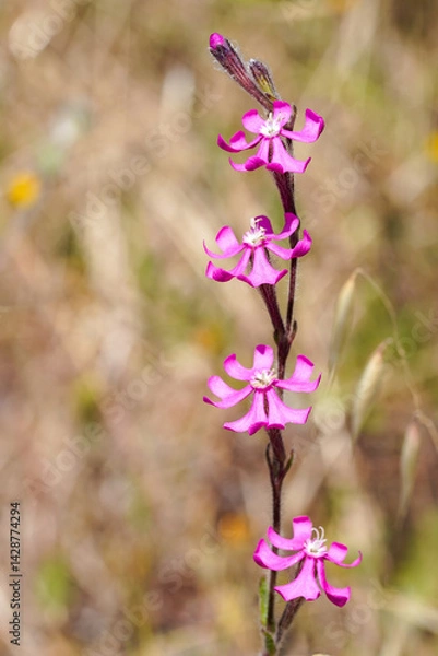 Obraz Wildflowers (Silene scabriflora)