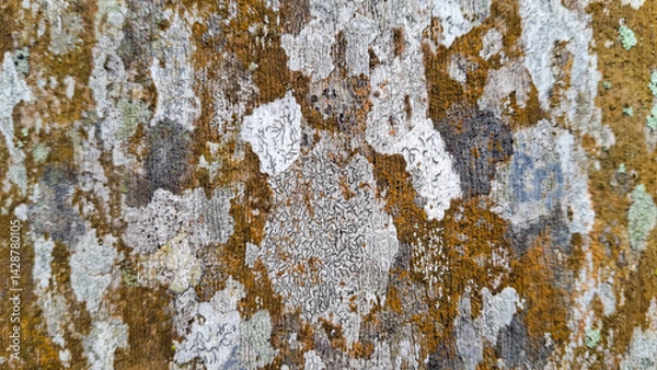 Fototapeta Intricate and textured patterns of lichen growth on a tree bark, showcasing the natural beauty and complexity of these symbiotic organisms