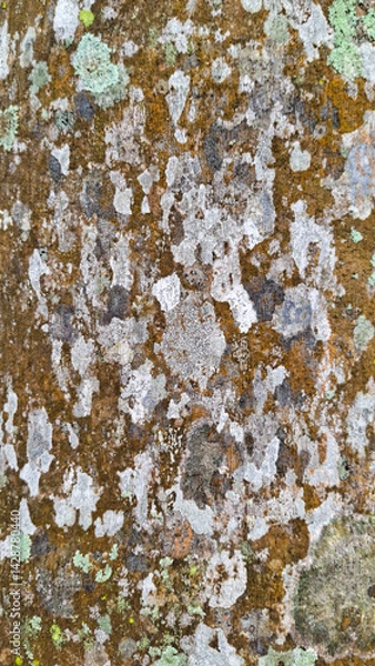 Fototapeta A captivating close-up of a tree bark adorned with lichens of varying textures and hues, illustrating nature's intricate and dynamic ecosystems