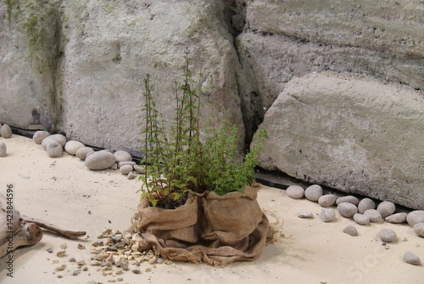 Fototapeta Growing Plants in Hessian Sacks on a Rocky Terrain.