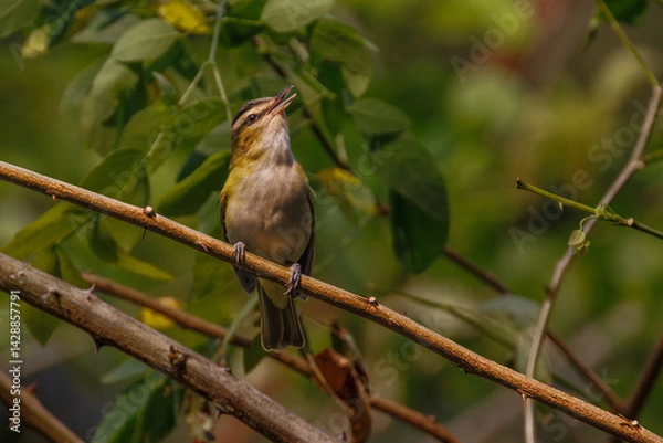 Fototapeta A small songbird perched on a thorny branch, doing its thing
