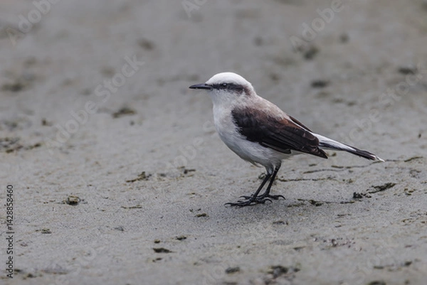 Obraz A softly hued bird inspects the sandy riverbank, searching for insects