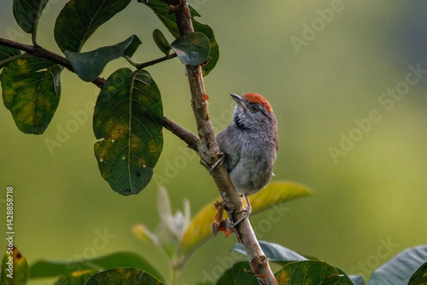 Obraz A red-headed bird perched on the branch of a guava tree, scanning the surroundings