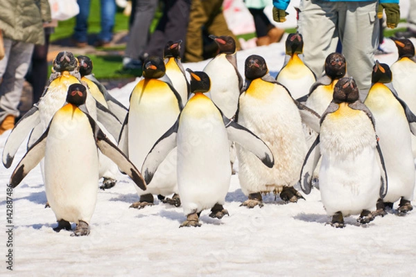 Obraz キングペンギンの散歩
