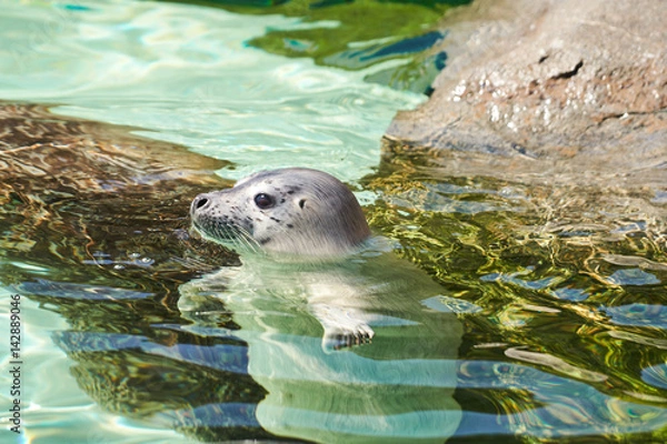 Obraz 泳いでいるゴマフアザラシの赤ちゃん
