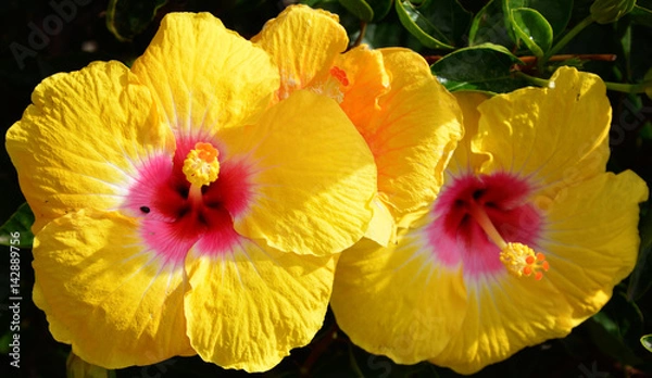 Obraz Hibiscus