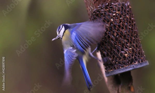 Fototapeta A blue tit with a  seed in its black flies away from the feeder...