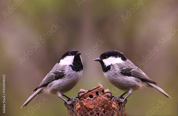 Fototapeta Two coal tit are sitting on the feeder... neither wants to give in, but both are afraid to make the first move...