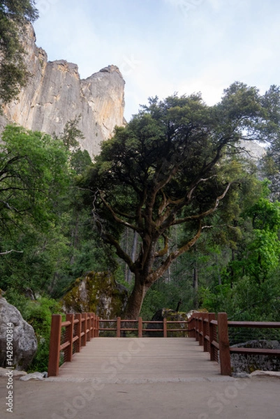 Fototapeta Large tree at the end of a wooden footpath at Yosemite National Park.  Shot in the summer.  Located near Bridal Veil falls.