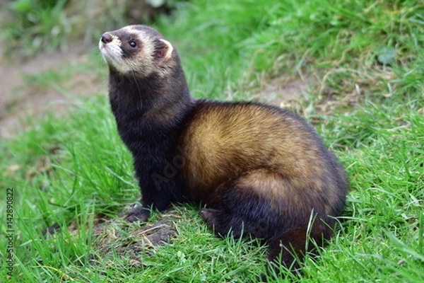 Obraz Polecat