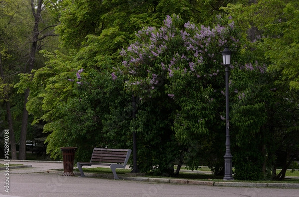 Fototapeta a bench and a street lamp on a background of blooming lilacs