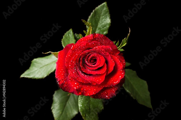 Fototapeta Red rose with leaves in water drops, isolated on black