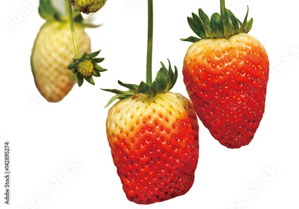 Obraz Croped straberry on the white background