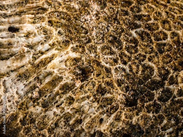 Fototapeta Background texture of rocks in the sea.