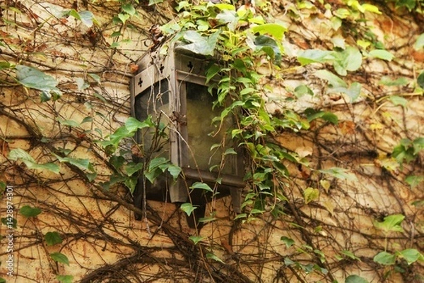 Obraz Climbing plant hanging on building wall, green leaves, old lamp post. Exterior decoration on the wall