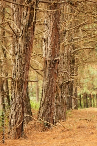 Obraz Cultivated pine trees forest for timber industry. Brown trunks and branches, fallen dead leaves on the ground,  green vegetation 